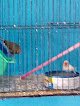 Negocio Veterinaria El Gallito