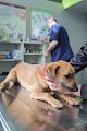Veterinaria En Queretaro