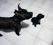 Negocio Veterinaria Fresnos
