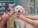 Veterinaria Goez