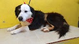 Veterinaria Happy Dog