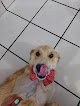 Negocio Veterinaria Healt