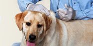 Negocio Veterinaria Huella Canina