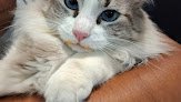 Negocio Veterinaria Katu Vet