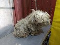 Negocio Veterinaria