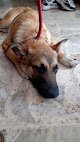 Veterinaria Los Músicos De Bremen