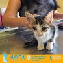 Veterinaria Mayta