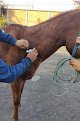 Veterinaria Mf Servicio A Domicilio
