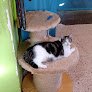 Negocio Veterinaria Pets House
