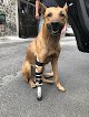 Negocio Veterinaria Pocas Pulgas 24 Hrs