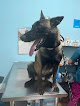 Negocio Veterinaria Progreso