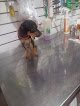 Negocio Veterinaria San Francisco