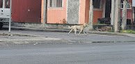 Negocio Veterinaria Shavethd