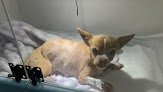 Veterinaria Smartvets