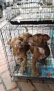 Negocio Veterinaria Tapachula
