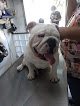 Negocio Veterinaría Tepeyac