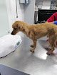 Veterinaria Tijuana