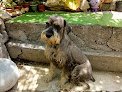 Veterinaria Villalobos