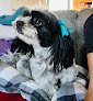 Negocio Veterinaria Y Estética Canina Anubispet