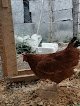 Veterinaria Y Forrajera López