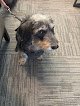 Negocio Veterinario Al Aeropuerto 24 Horas