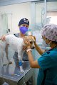 Negocio Vetme - Hospital Veterinario Condesa